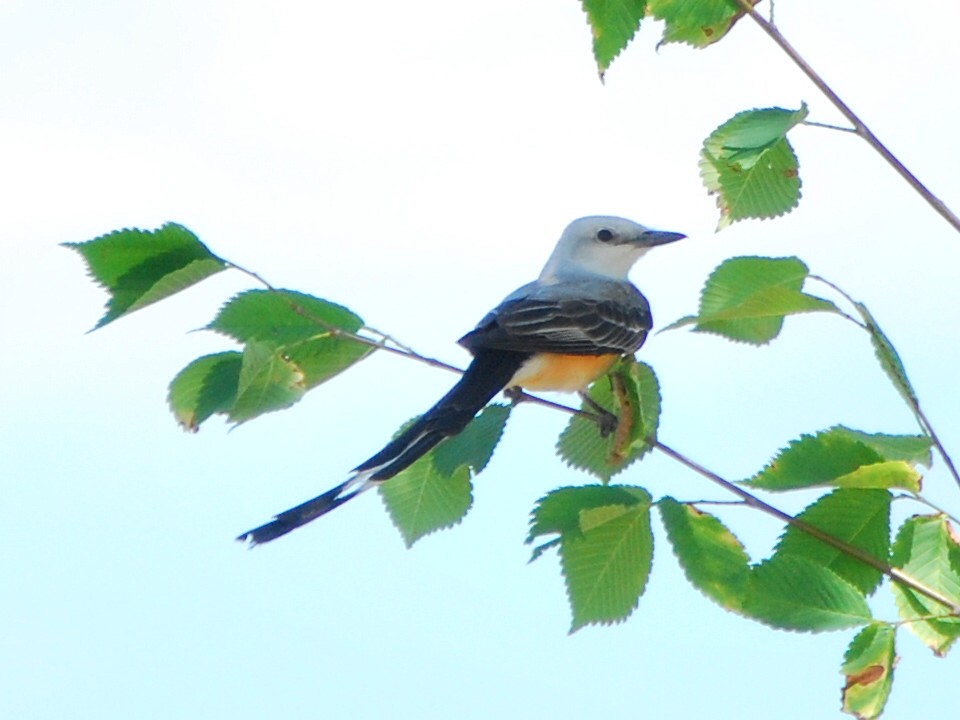 Scissor-tailed Flycatcher - ML456483771