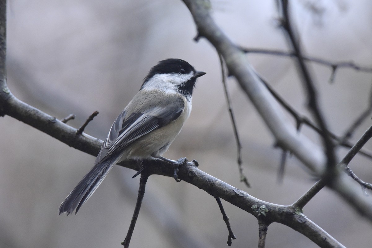 Mésange à tête noire - ML456485081