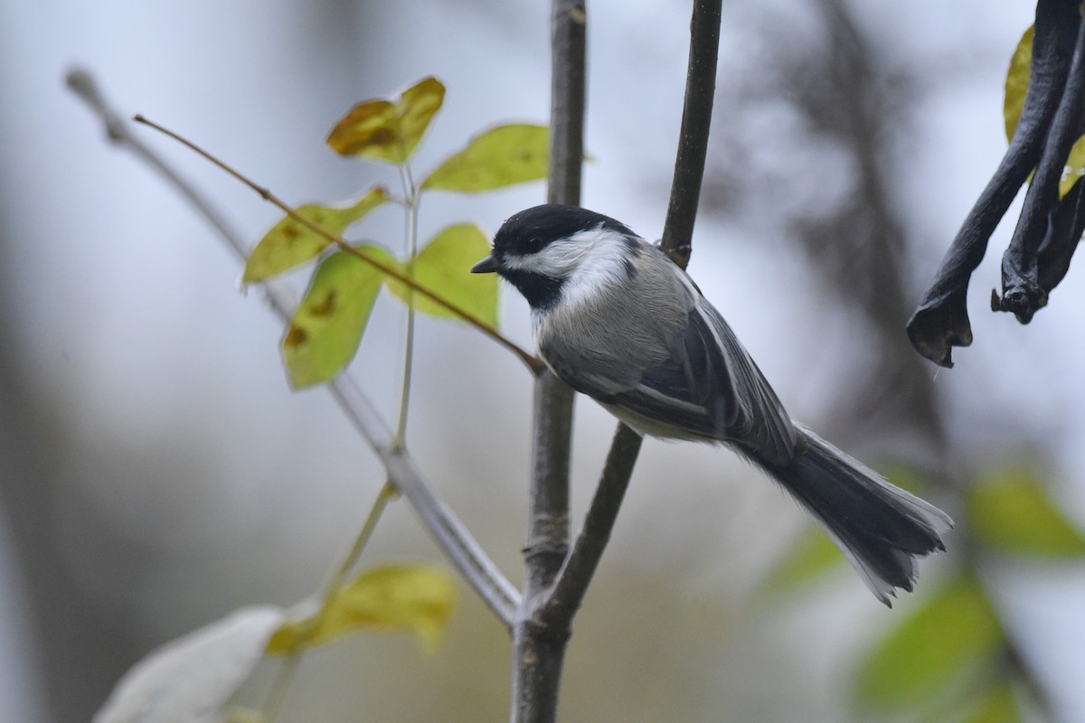 Mésange à tête noire - ML456485091