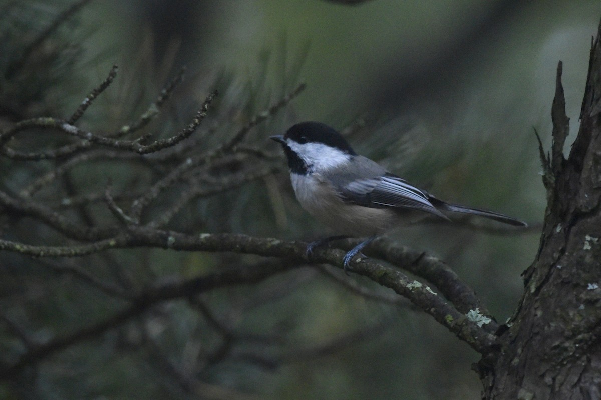 Mésange à tête noire - ML456485101