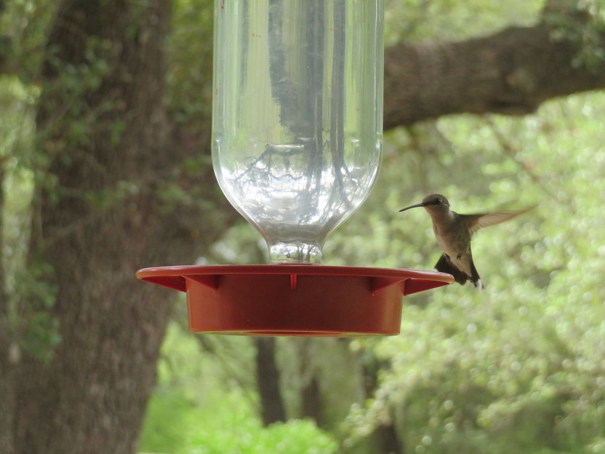 Black-chinned Hummingbird - ML456485891