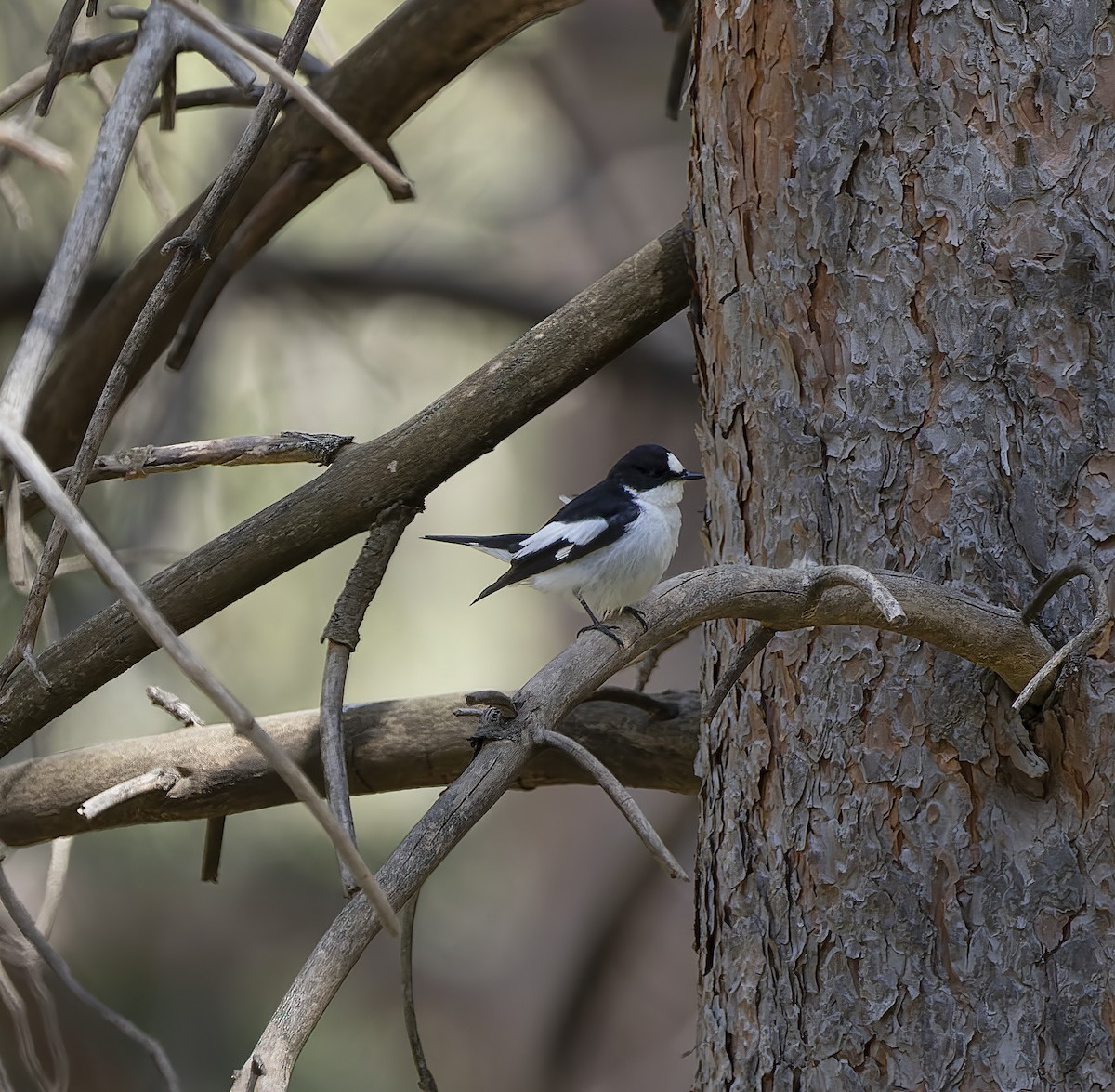 European Pied Flycatcher - Ricky Owen
