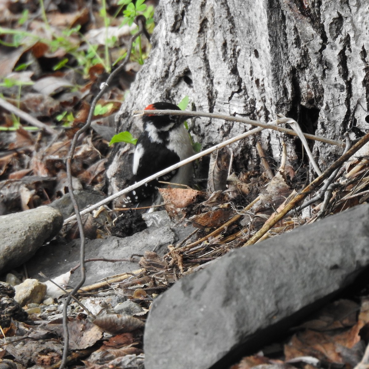 Downy Woodpecker - ML456486791