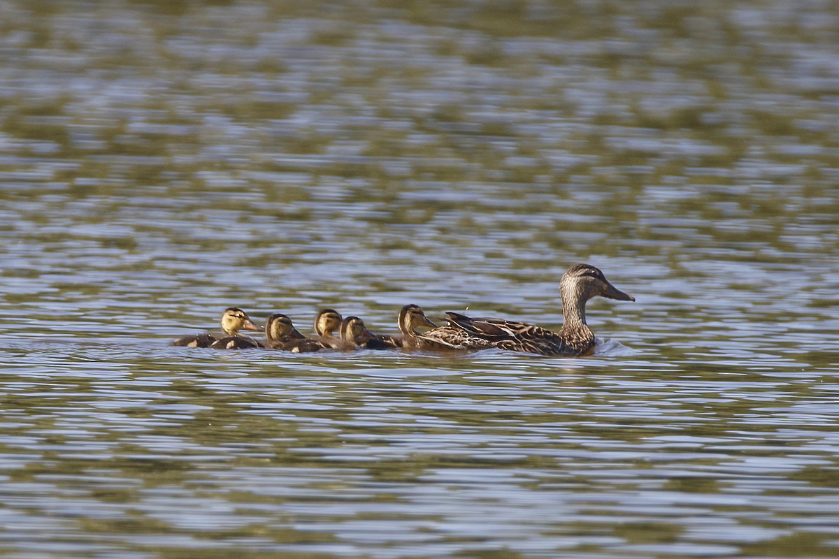 マガモ - ML456486801