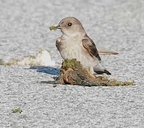 Northern Rough-winged Swallow - ML456486881