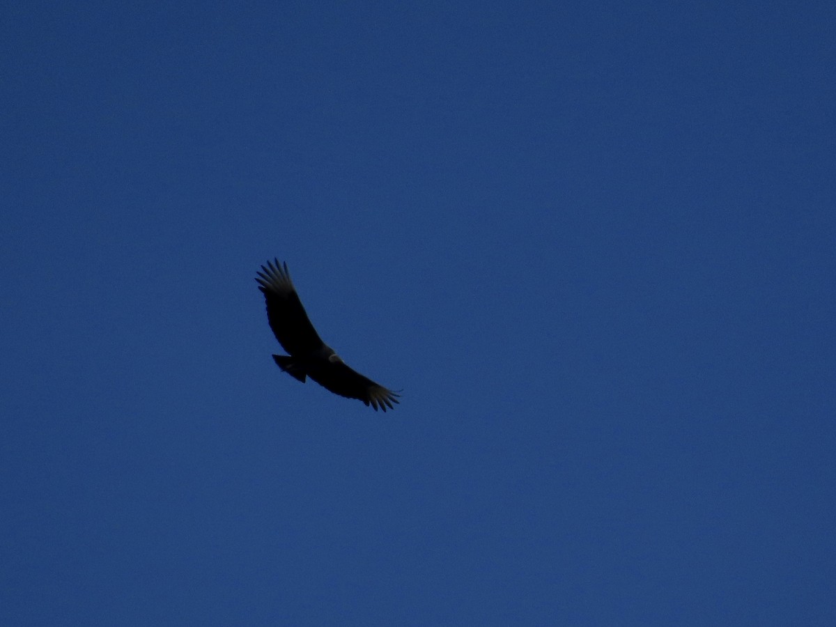 Black Vulture - ML456487491