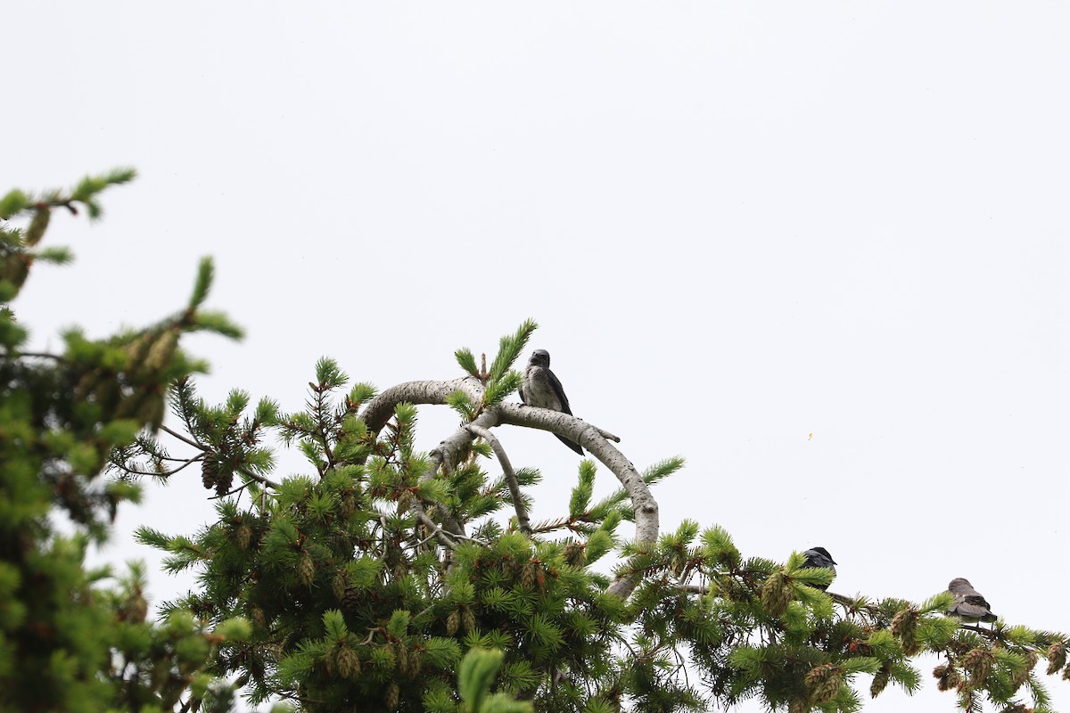 Purple Martin - ML456487801