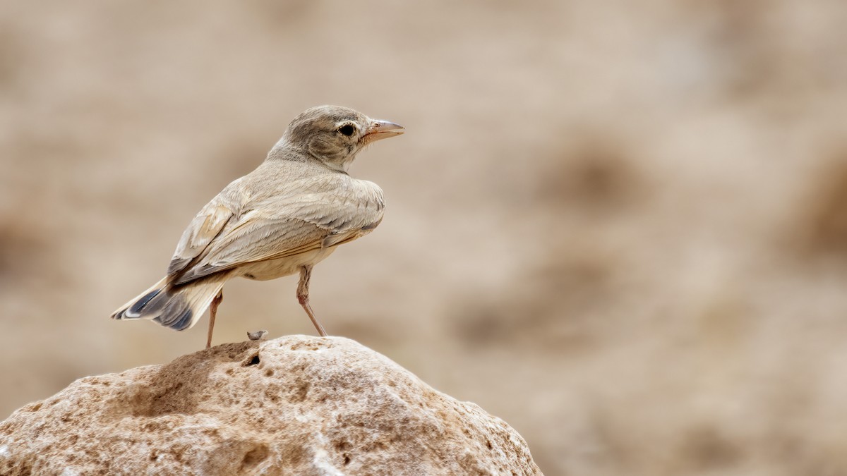 עפרוני חכלילי - ML456487991