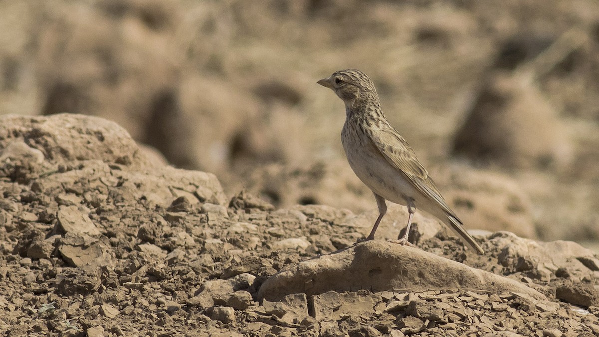 Mediterranean Short-toed Lark - Engin BIYIKOĞLU