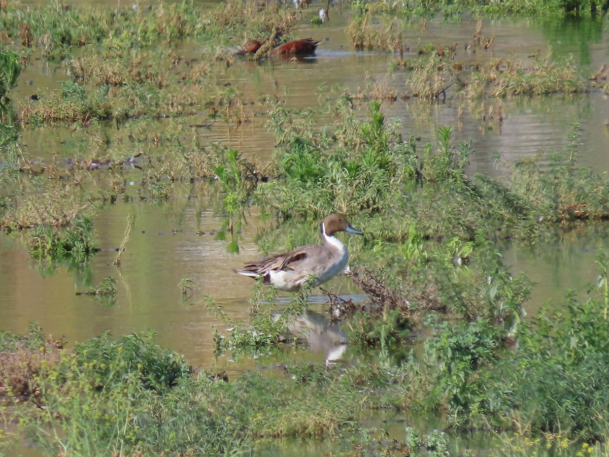 Northern Pintail - ML456488381