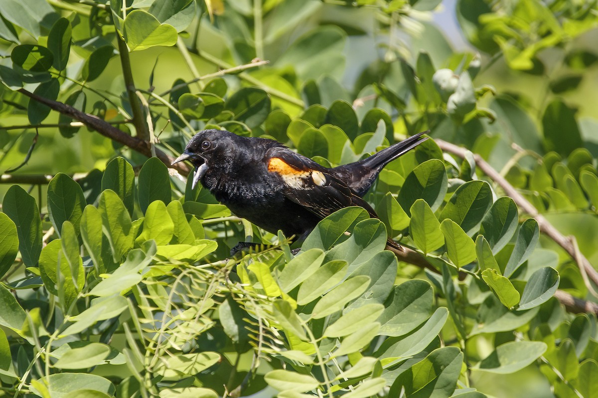 Red-winged Blackbird - ML456488591