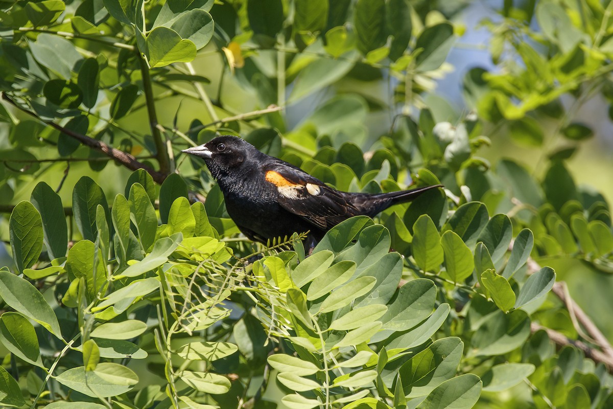 Red-winged Blackbird - ML456488641