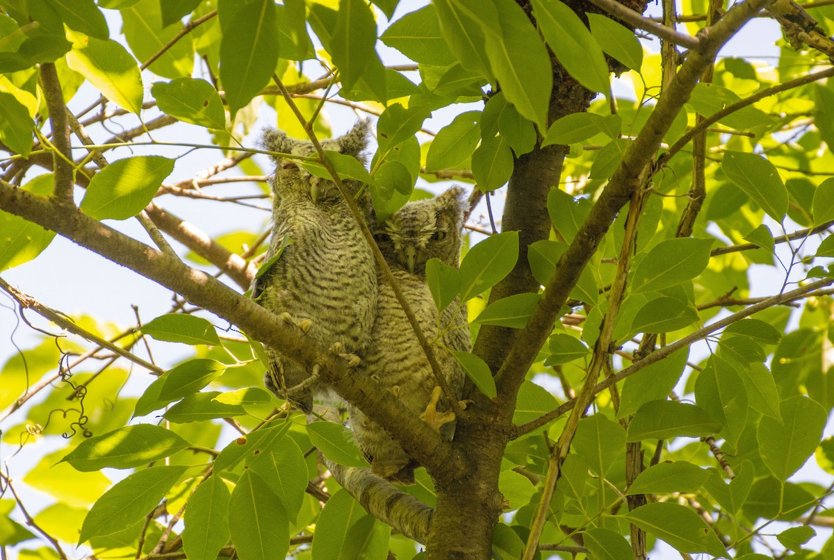 Eastern Screech-Owl - ML456490721