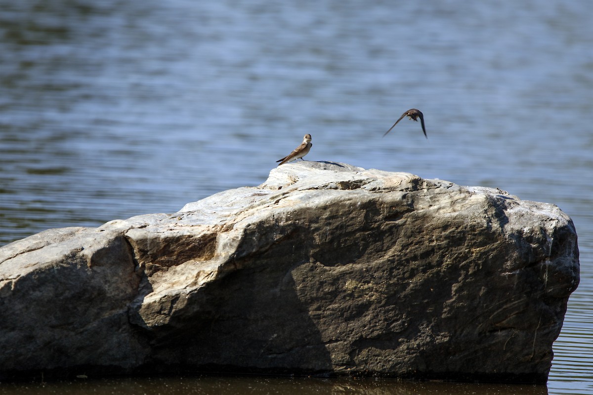 Northern Rough-winged Swallow - ML456490941