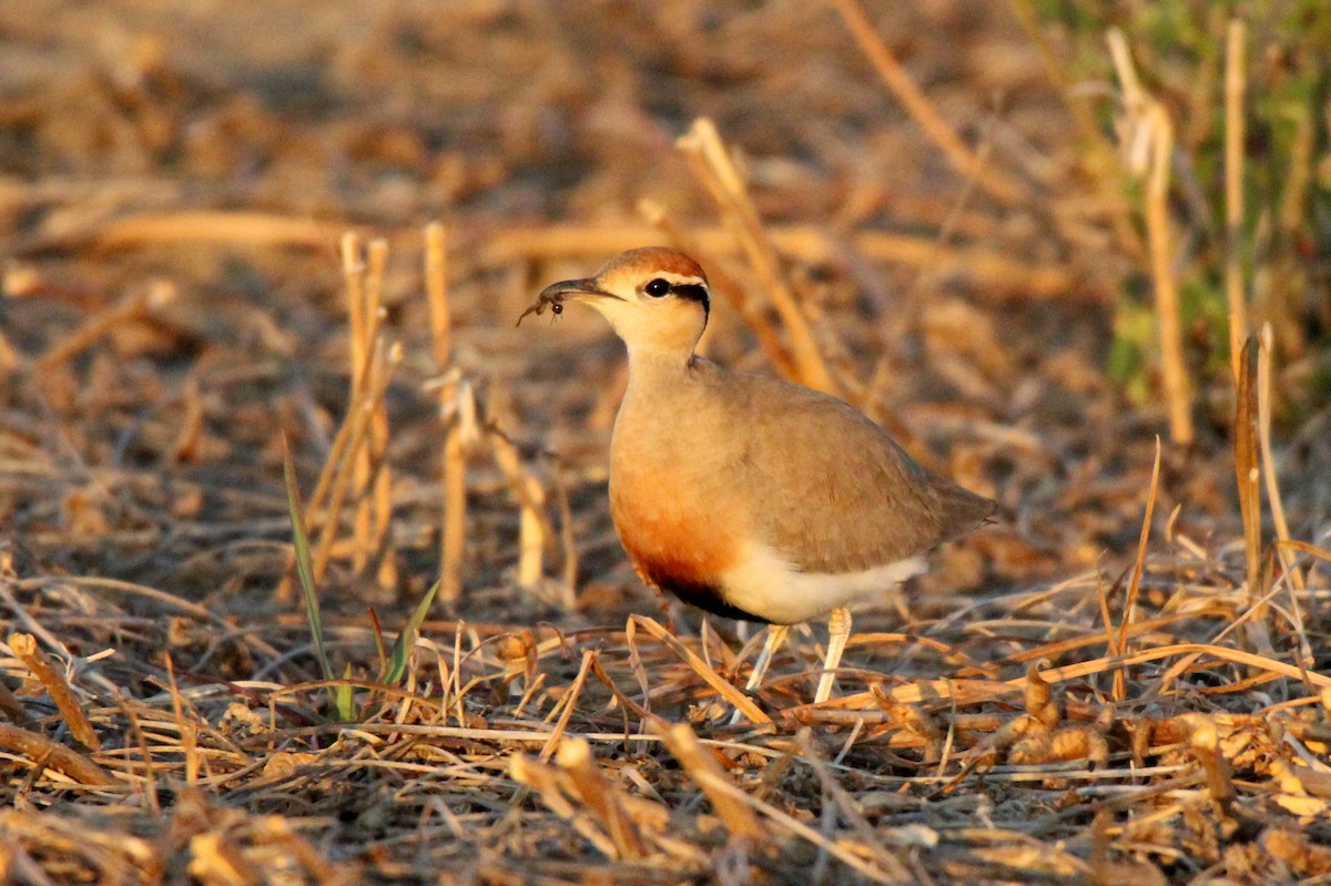 Temminck's Courser - ML456491031