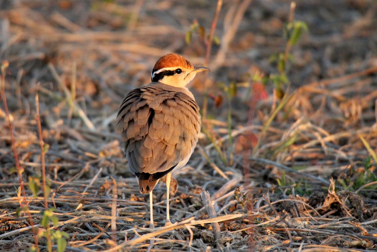 Temminck's Courser - ML456491141