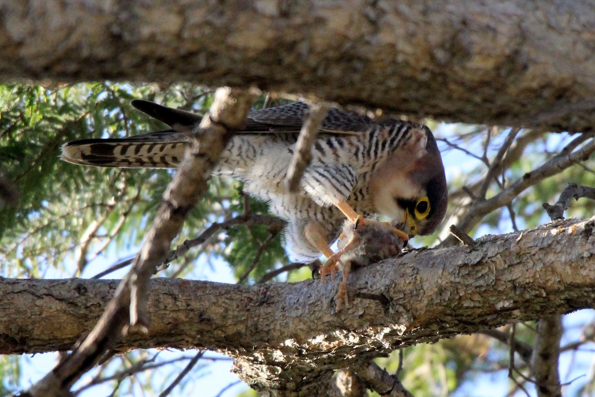 Red-necked Falcon - 少杰 郦