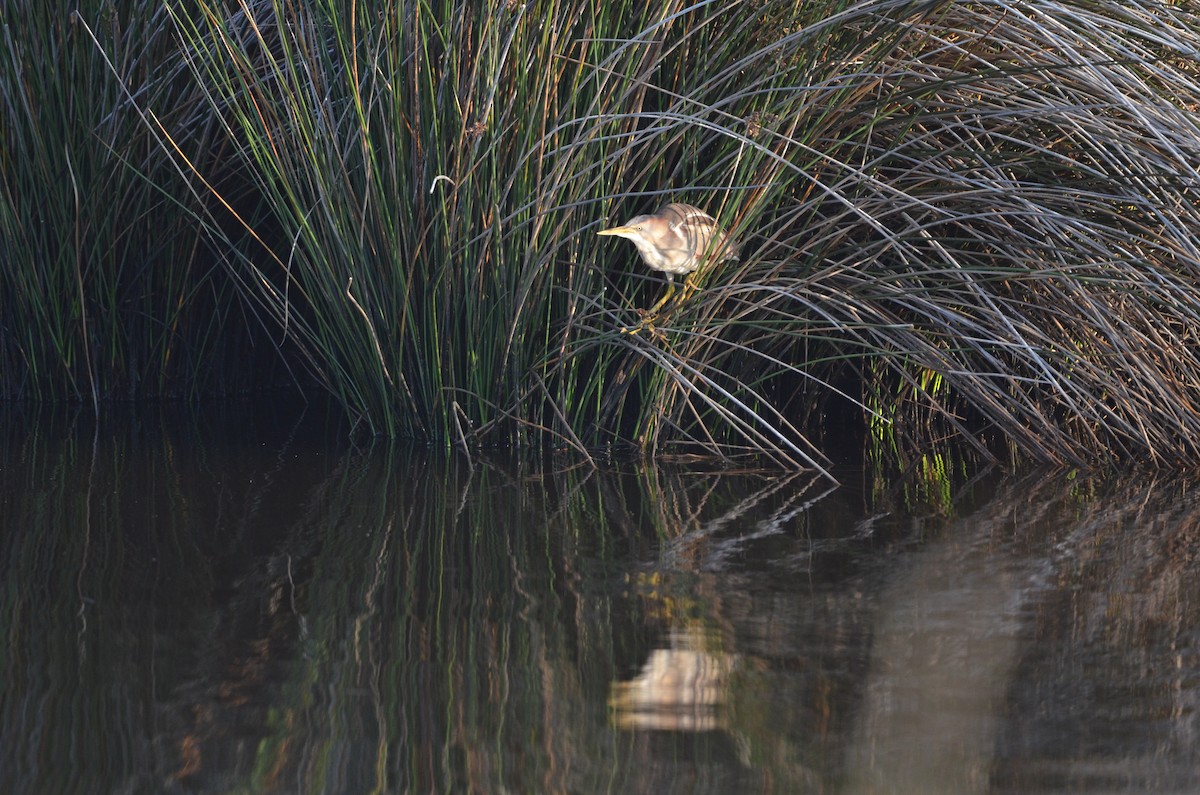 Least Bittern - Mark Kosiewski