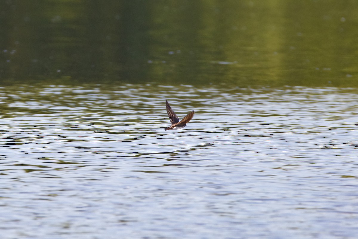 Northern Rough-winged Swallow - ML456492571