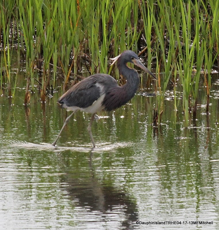 Tricolored Heron - ML45649261