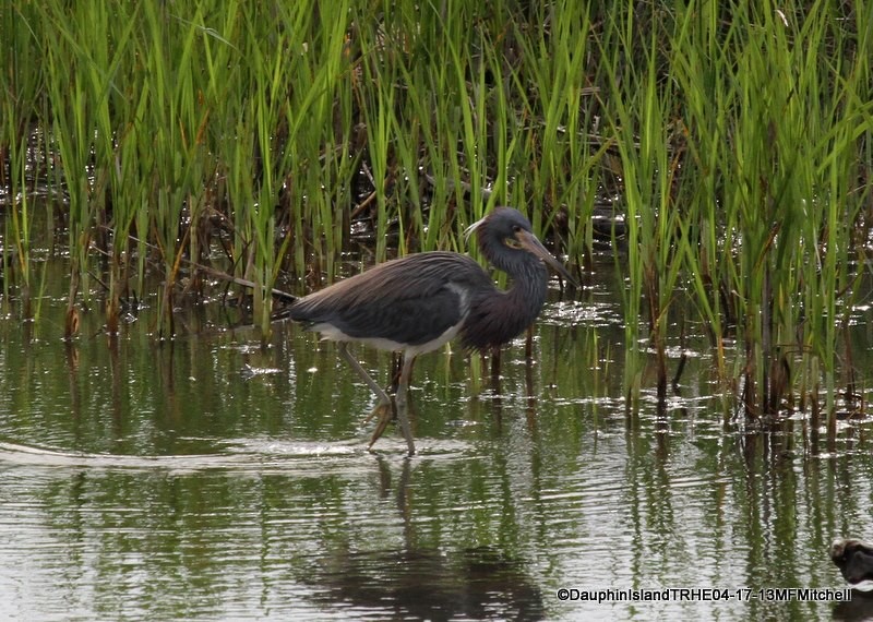 Tricolored Heron - ML45649311