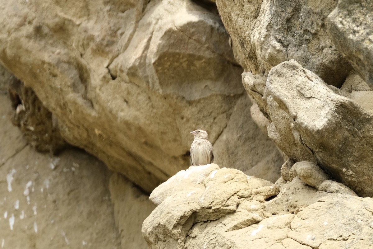 Rock Sparrow - ML456494321