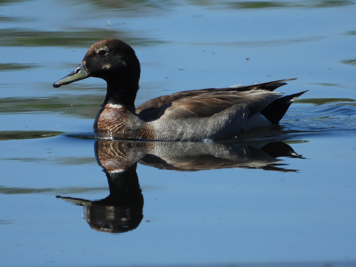 Gadwall x Mallard (hybrid) - ML456495351