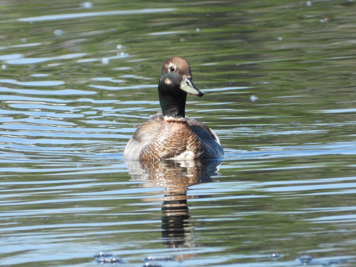 Gadwall x Mallard (hybrid) - ML456495381