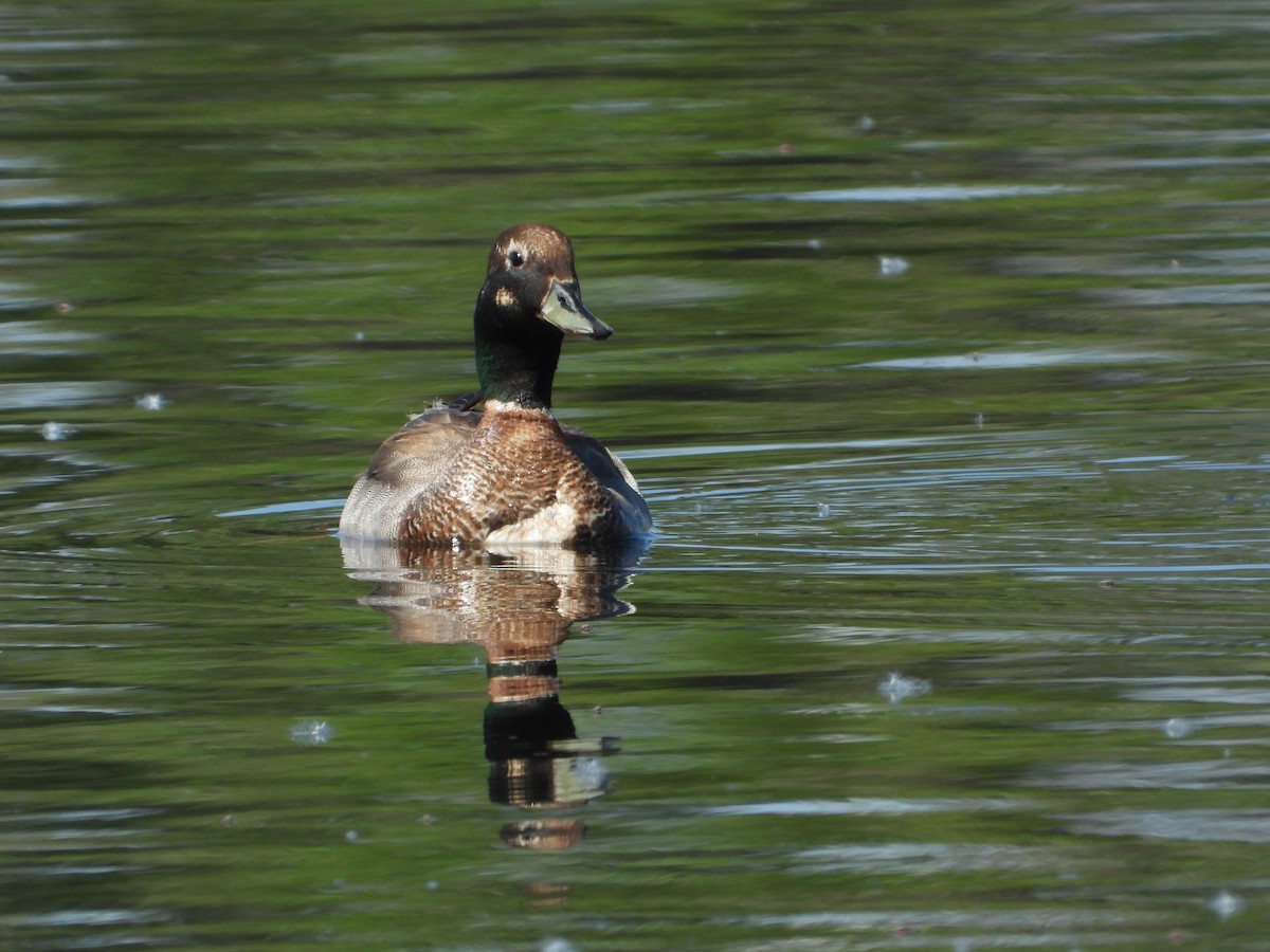 Gadwall x Mallard (hybrid) - Jeff Percell