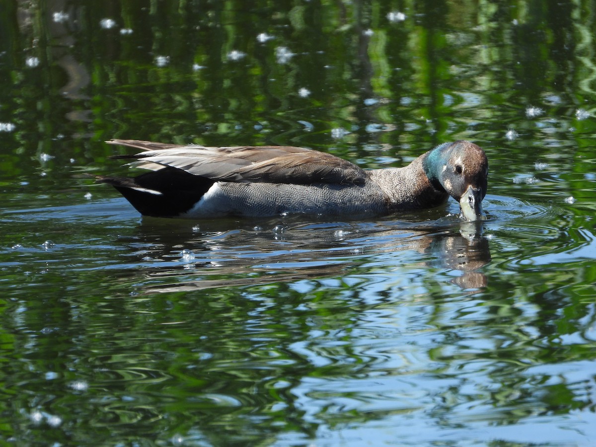 Gadwall x Mallard (hybrid) - ML456495661