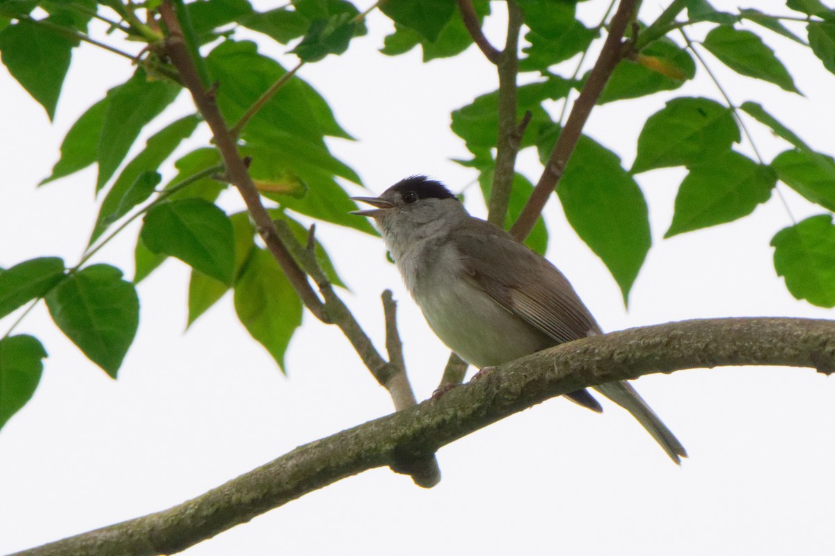 Eurasian Blackcap - ML456495841