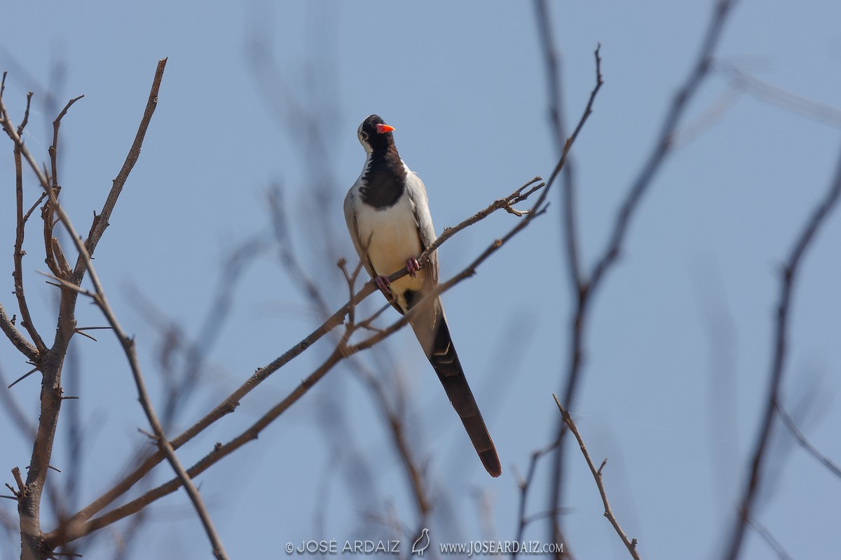 Namaqua Dove - ML456496221