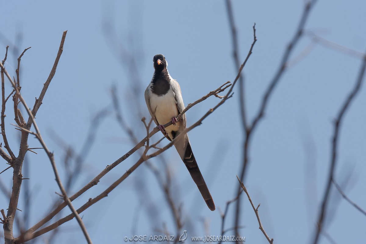 Namaqua Dove - José Ardaiz Ganuza