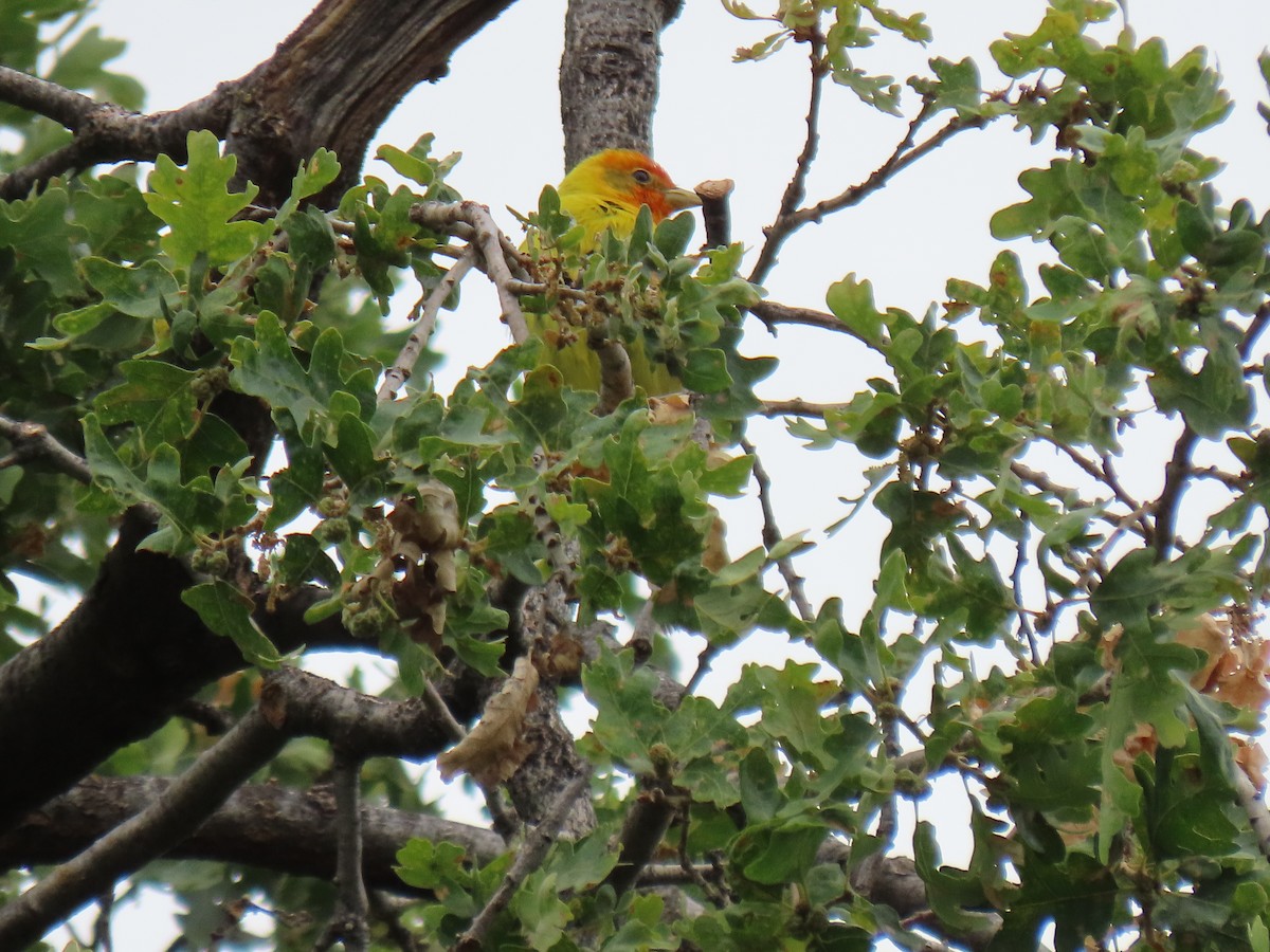 Western Tanager - ML456496321