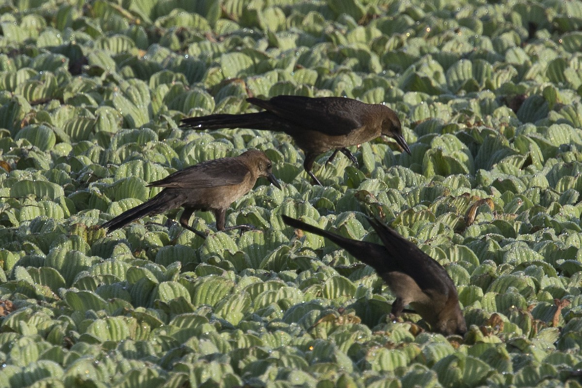 Boat-tailed Grackle - ML456496451