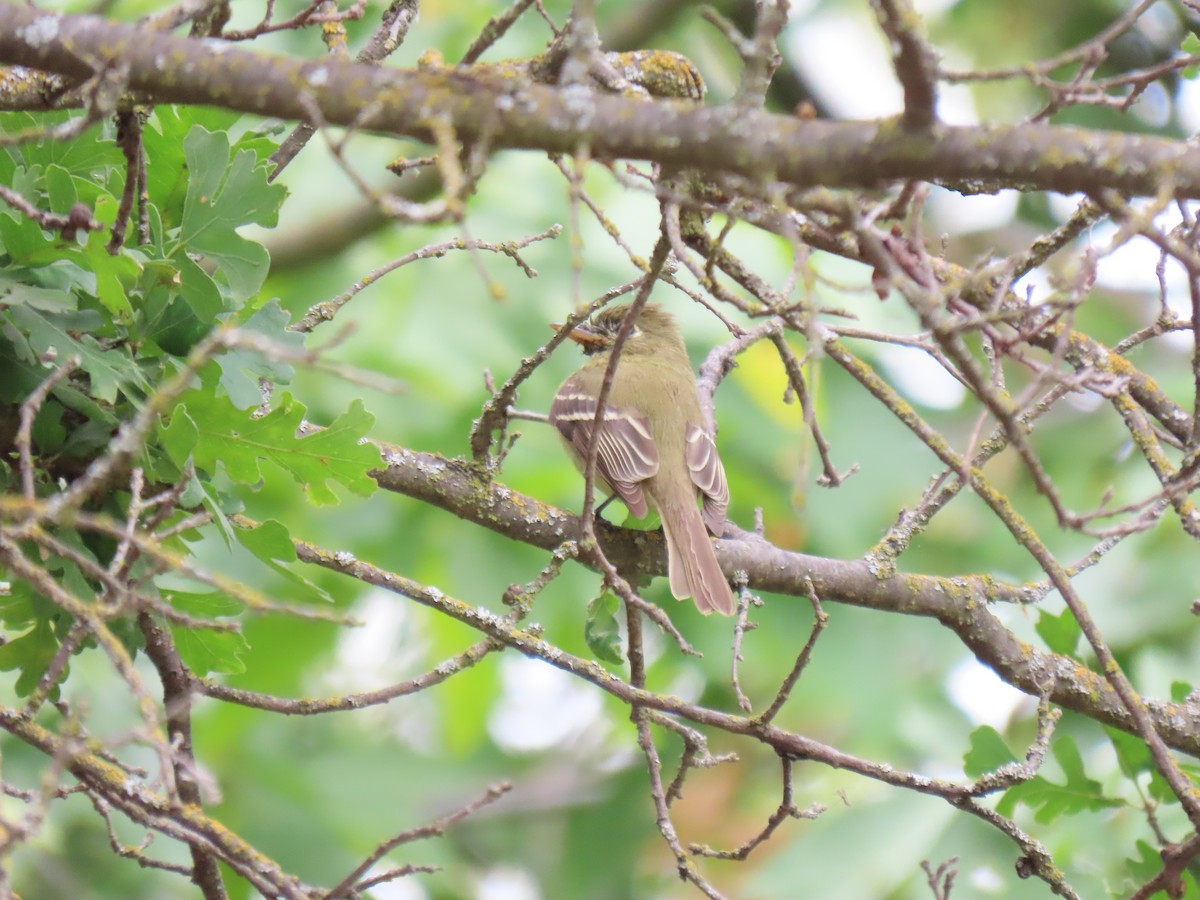 Western Flycatcher (Pacific-slope) - ML456496521