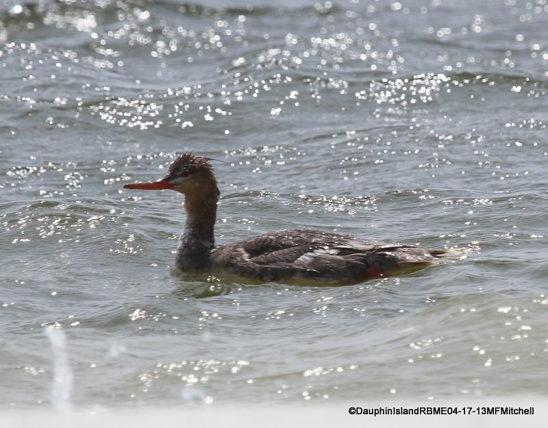 Red-breasted Merganser - ML45649661