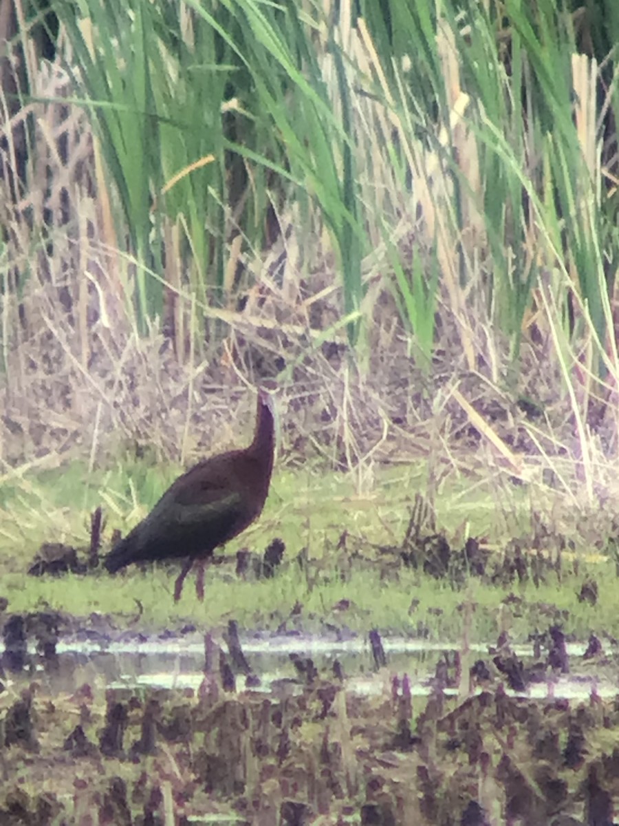 White-faced Ibis - ML456498491