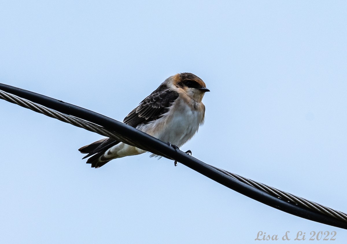 Hirondelle à front brun - ML456499581