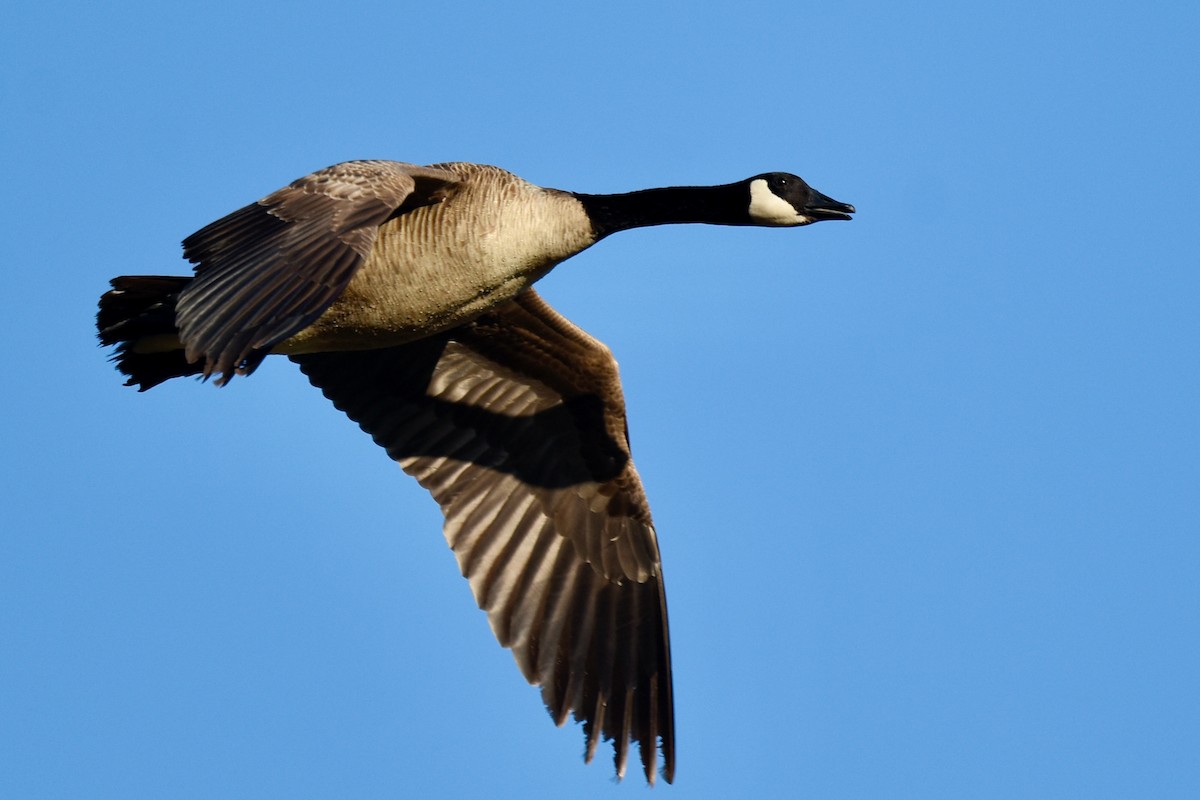 Canada Goose - George Gibbs