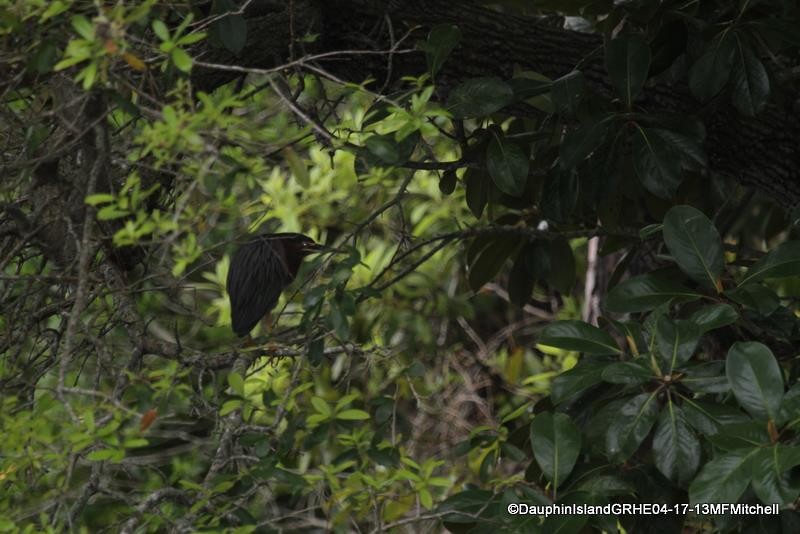 Green Heron - ML45650021