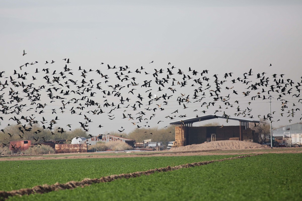 White-faced Ibis - ML45650071