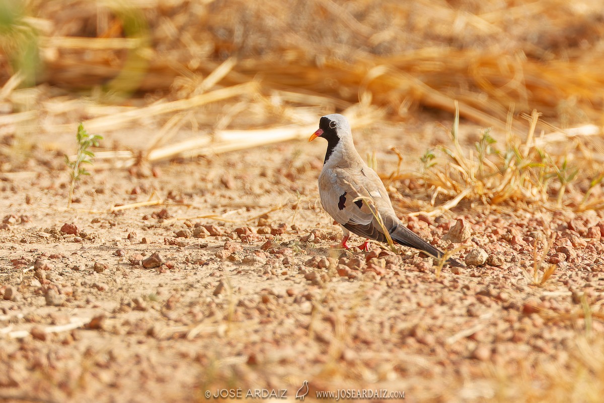 Namaqua Dove - José Ardaiz Ganuza