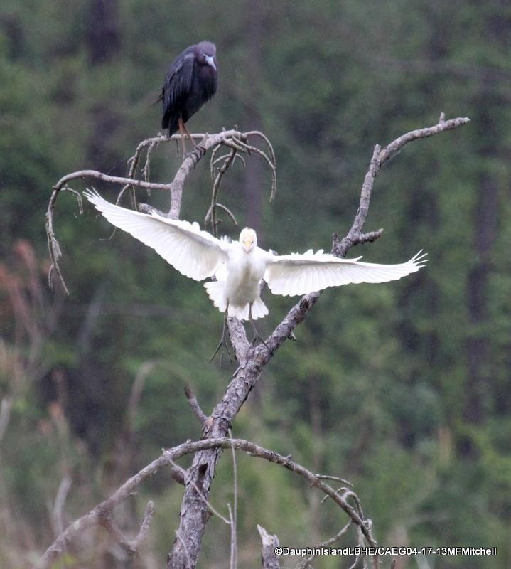 Little Blue Heron - ML45650111