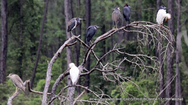 Little Blue Heron - ML45650161