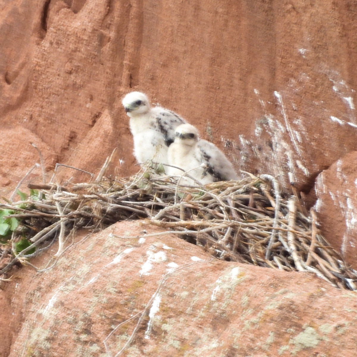 Red-tailed Hawk - ML456502101