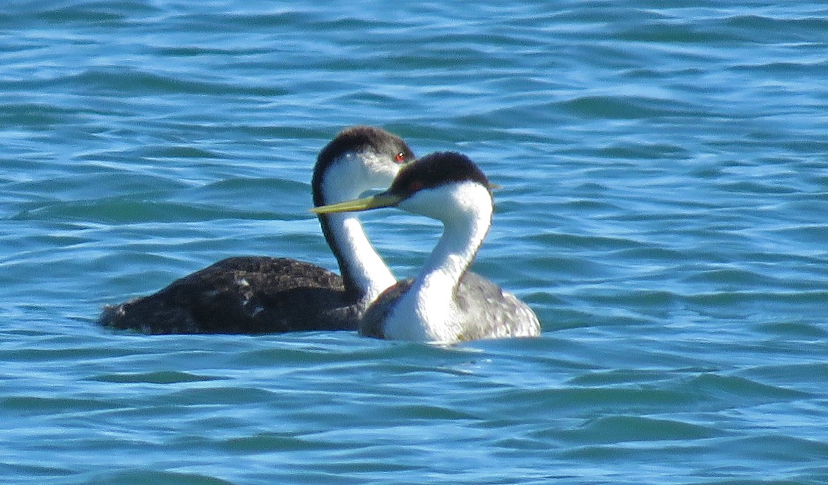 Western Grebe - ML45650241