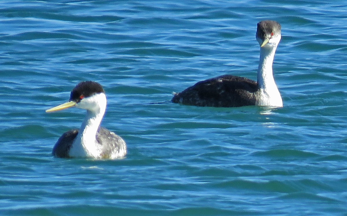 Western Grebe - ML45650251