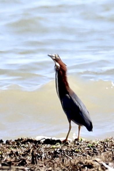 Green Heron - ML456503411