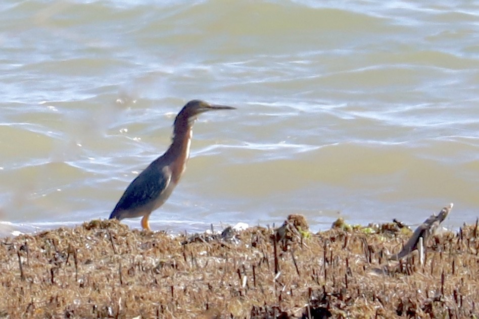 Green Heron - JoAnn Dalley